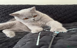 British Shorthair cats for sale: Beautiful British blue boy - Image 4