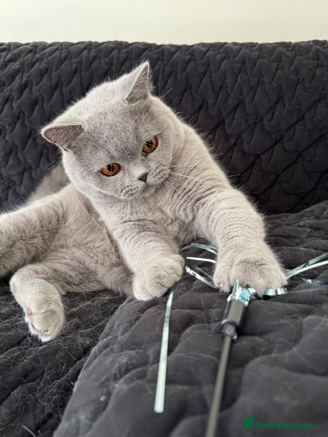 British Shorthair cats for sale: Beautiful British blue boy - Image 4