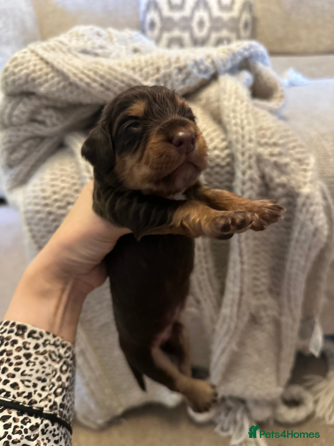 Cocker Spaniel dogs for sale: Stunning KC reg working cocker spaniel puppies  - Advert 11