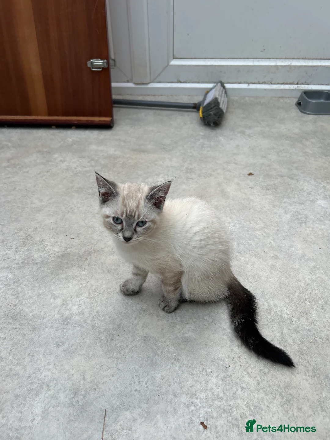 Ragdoll cats for sale: Ragdoll kittens for sale - Advert 3