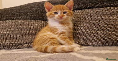 Persian cats Mix persian ginger kittens - Advert 11