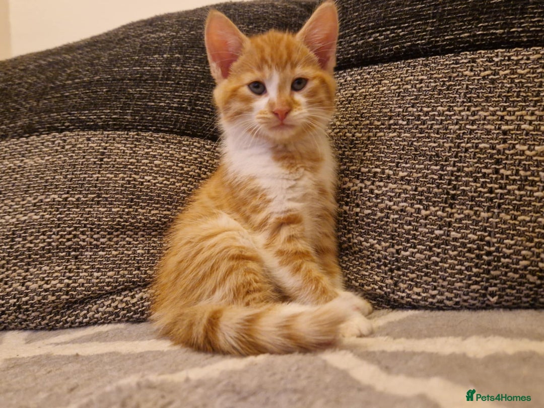 Persian cats for sale: Mix persian ginger kittens - Advert 3