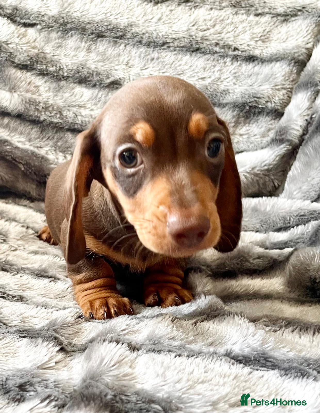 Miniature Dachshund dogs ⭐️LAST BOY READY NOW⭐️Quality Mini Dachshund Puppy - Advert 2