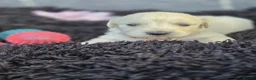 Golden Retriever dogs for sale: Beautiful golden retriever pups  - Advert 41