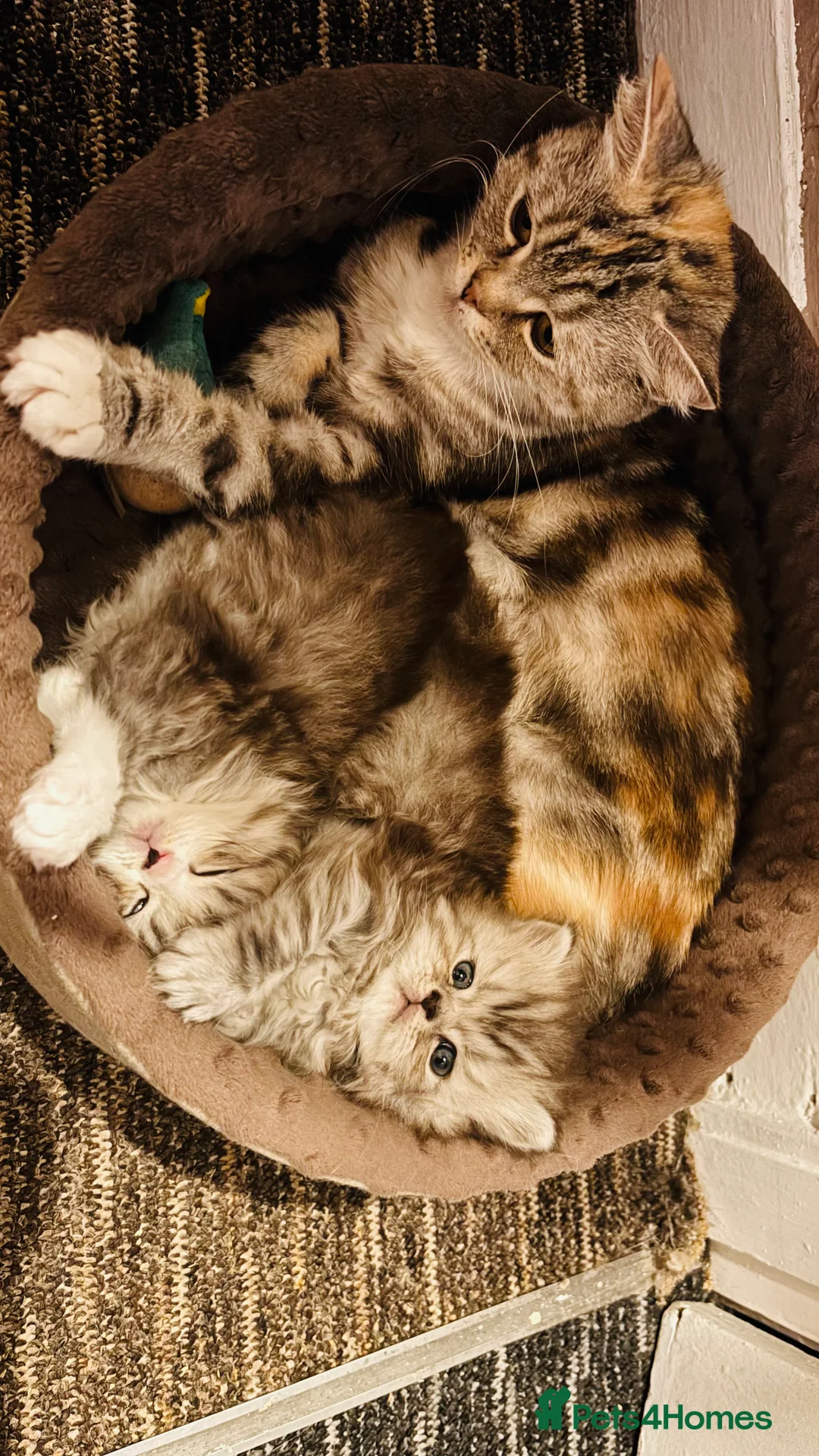 Persian cats for sale: Persian Father and Scottish straight mother  - Advert 2