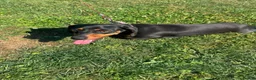 Miniature Dachshund dogs for sale: Miniature dachshund female for sale - Advert 4