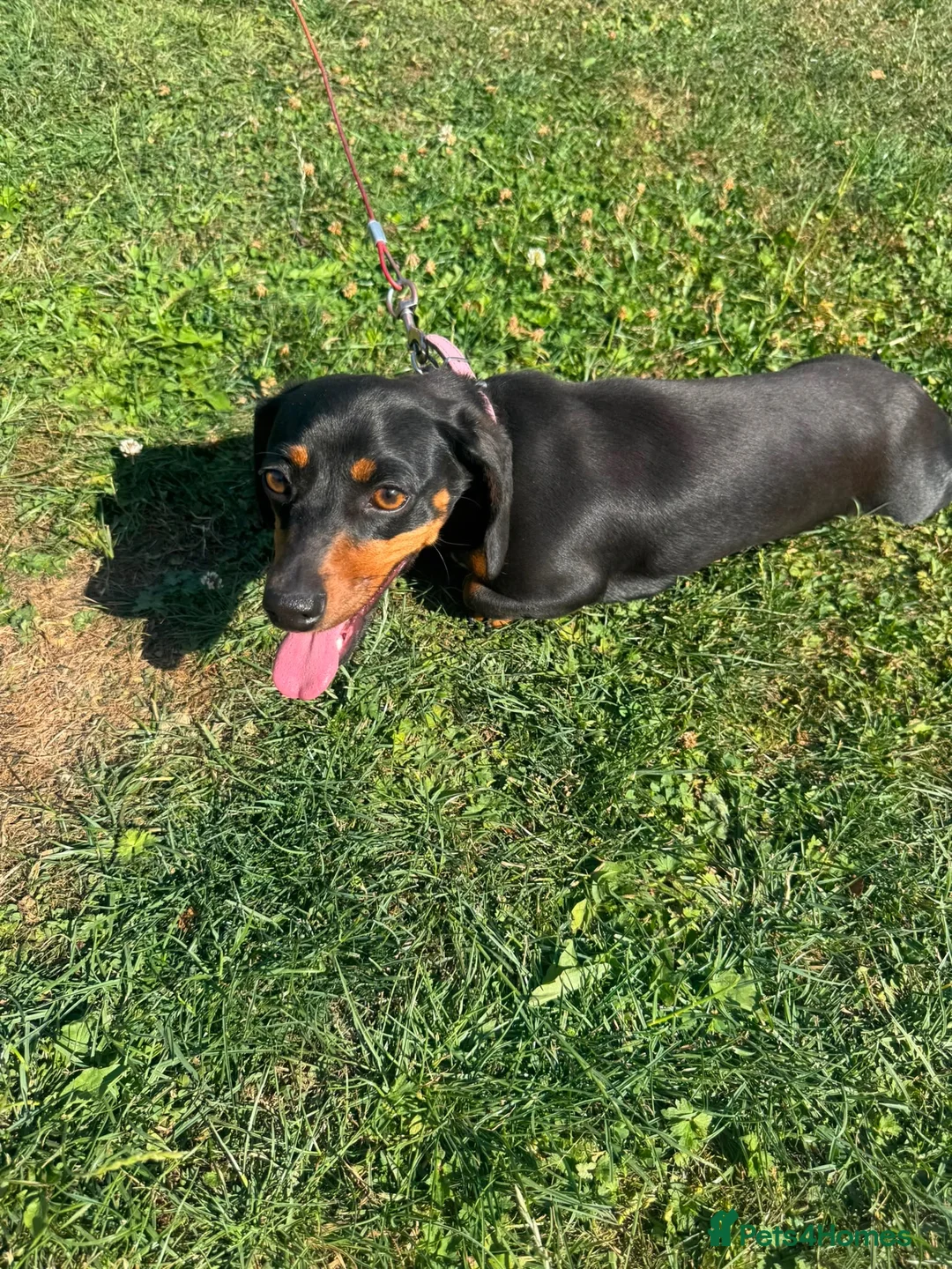 Miniature Dachshund dogs for sale: Miniature dachshund female for sale - Advert 4