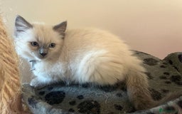 Ragdoll cats for sale: Home raised purebred ragdolls available - Image 3