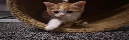 Mixed Breed cats for sale: British Shorthair x Longhair kittens - Advert 31