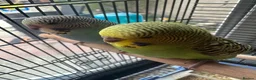 Budgerigars birds for sale: Lovely baby budgies in Dagenham  - Advert 6