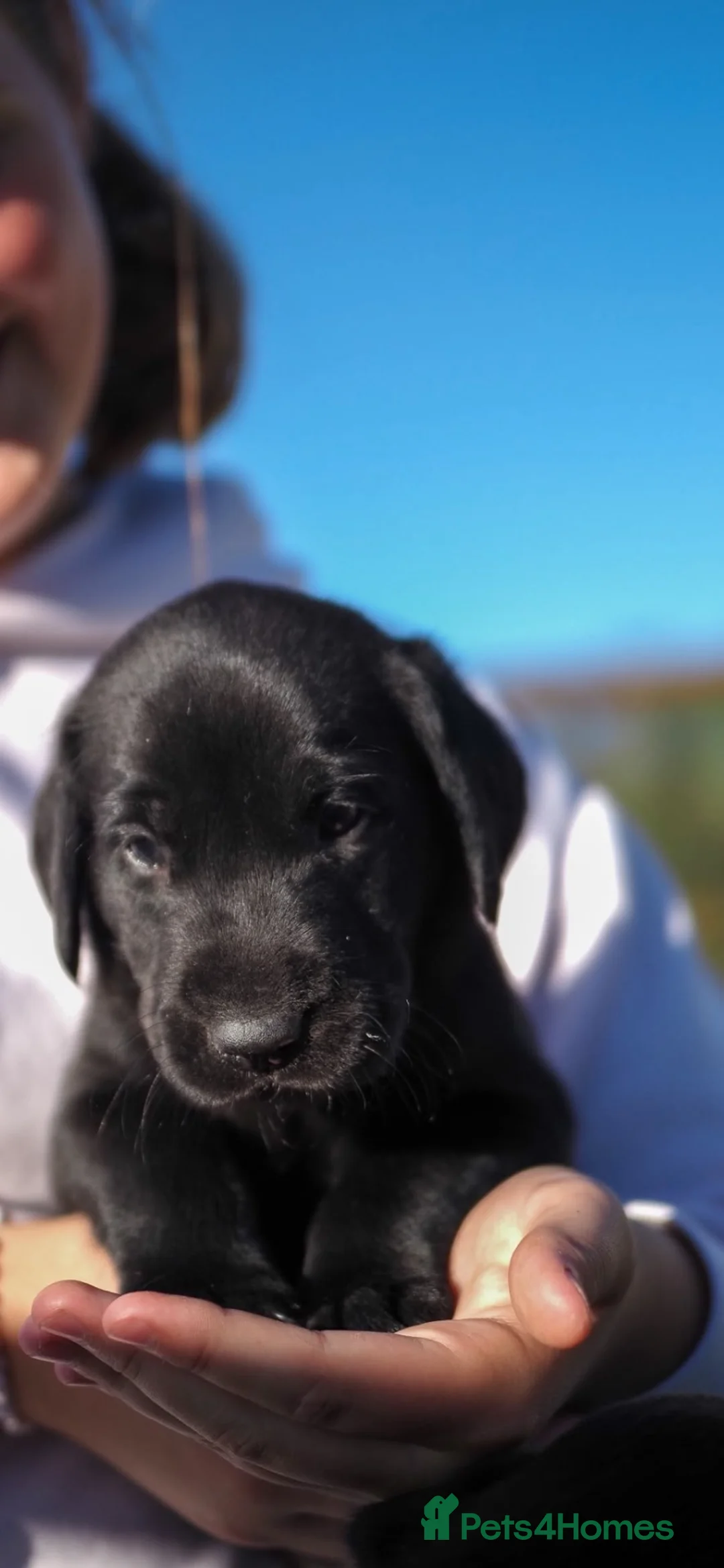 Labrador Retriever dogs for sale: Beautiful Black Labrador Pups  - Advert 1