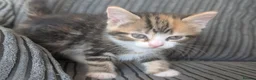 Domestic Shorthair cats for sale: 6 adorable kittens  - Advert 16