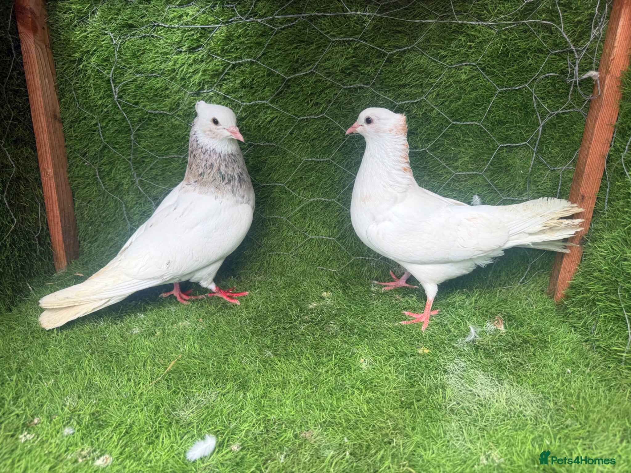 Pigeons birds Rampuri Highflyers & Iranian Pigeons for Sale - Advert 2