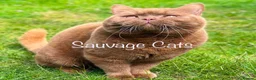 British Shorthair cats for sale: Stunning Chocolate BSH Kittens - Advert 18