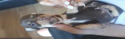 Chihuahua dogs for sale: Chihuahua  - Advert 24