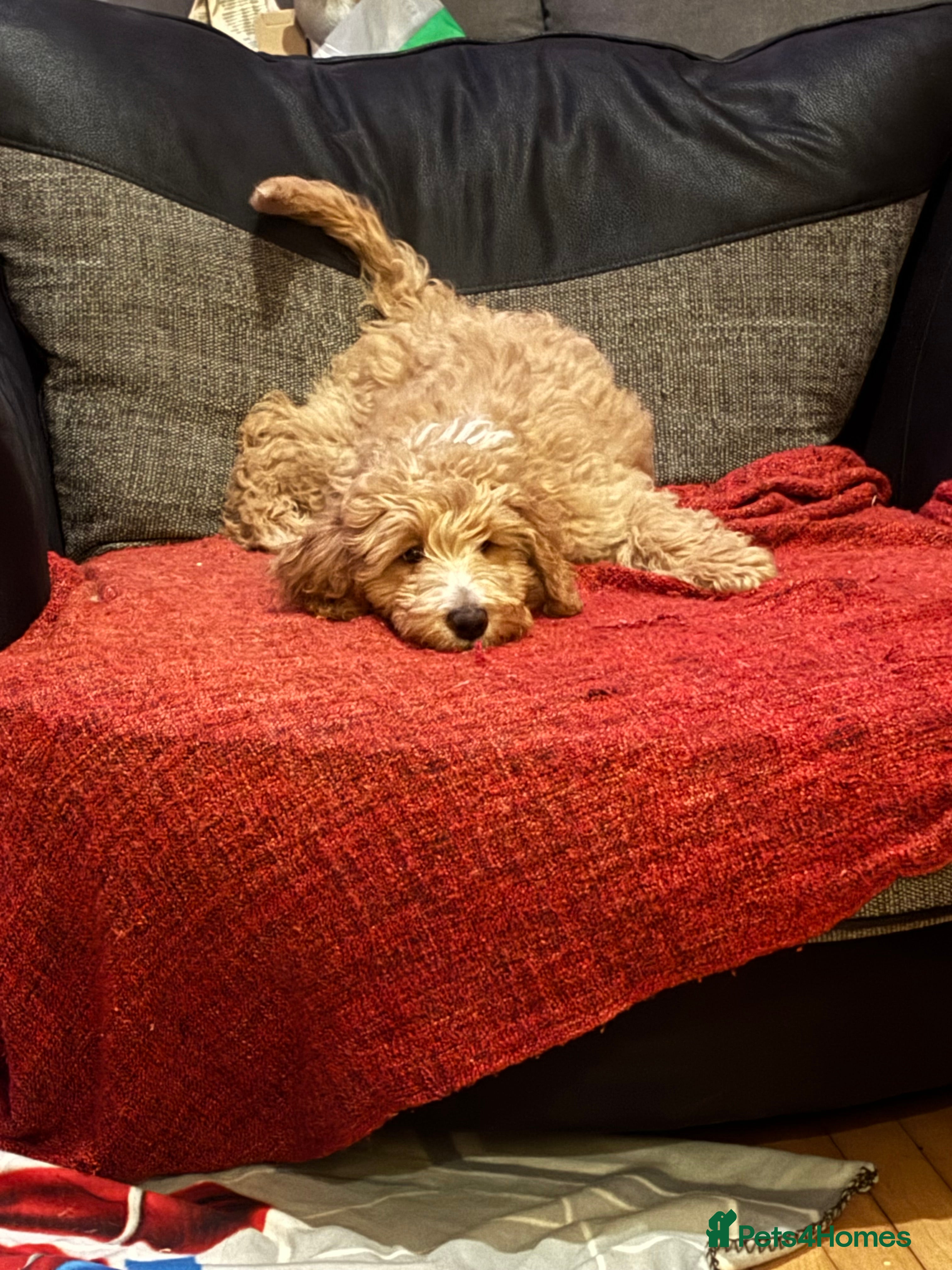 Goldendoodle dogs Beautiful F1B Goldendoodle Puppies – Ready Soon - Advert 4