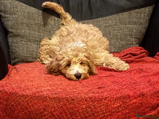 Goldendoodle dogs Beautiful F1B Goldendoodle Puppies – Ready Soon - Advert 4