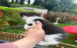 Mixed Breed cats for sale: 3 little kittens  - Image 8