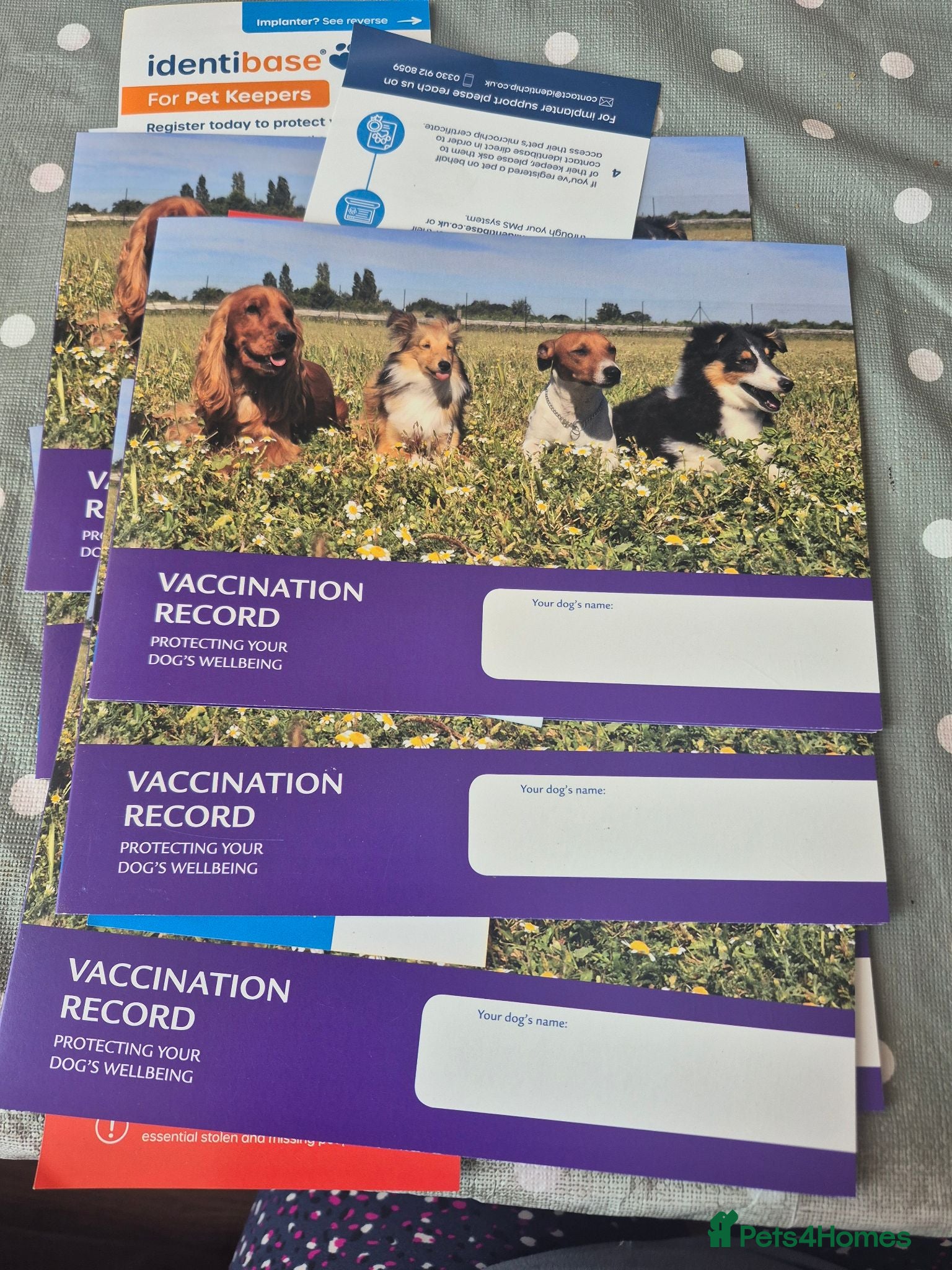 Welsh Collie dogs Welsh sheepdogs - Advert 2