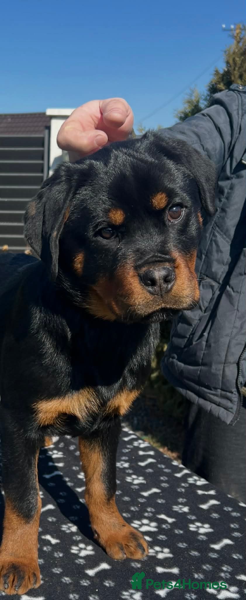 Rottweiler dogs Top German Rottweiler - Advert 3