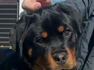 Rottweiler dogs Top German Rottweiler - Advert 3