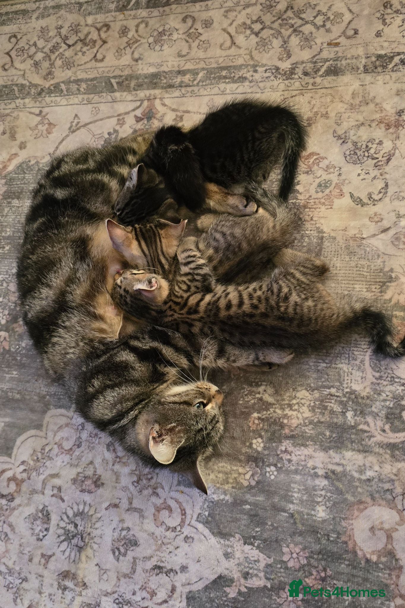 British Shorthair cats 3 Beautiful kittens  - Advert 1