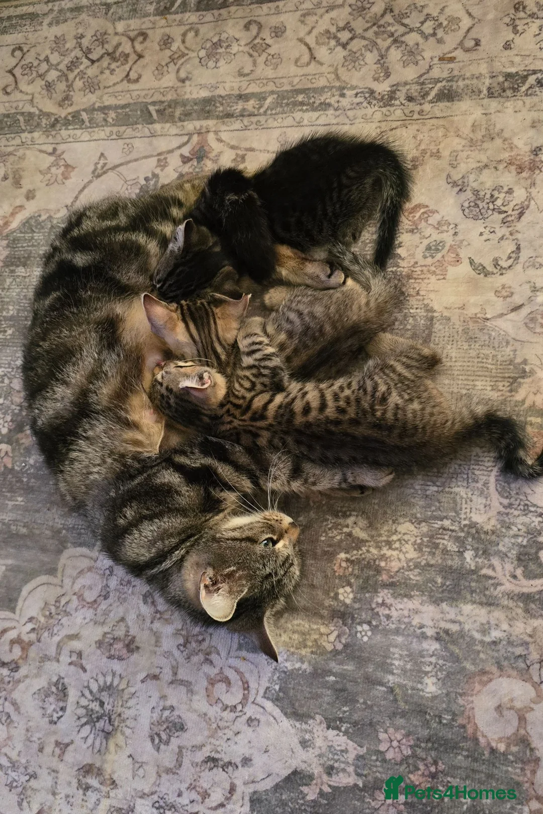 British Shorthair cats for sale: 3 Beautiful kittens  in Wickford - Advert 1