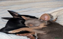 Jack Russell dogs for sale: Lilac and Tan Jack Russell - Image 1