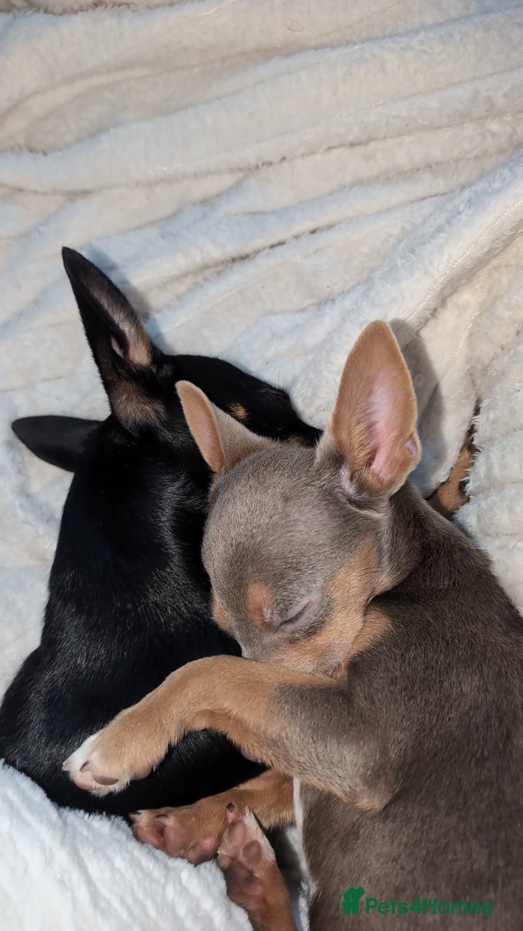 Jack Russell dogs for sale: Lilac and Tan Jack Russell - Image 1