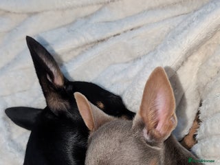 Jack Russell dogs - Advert 1