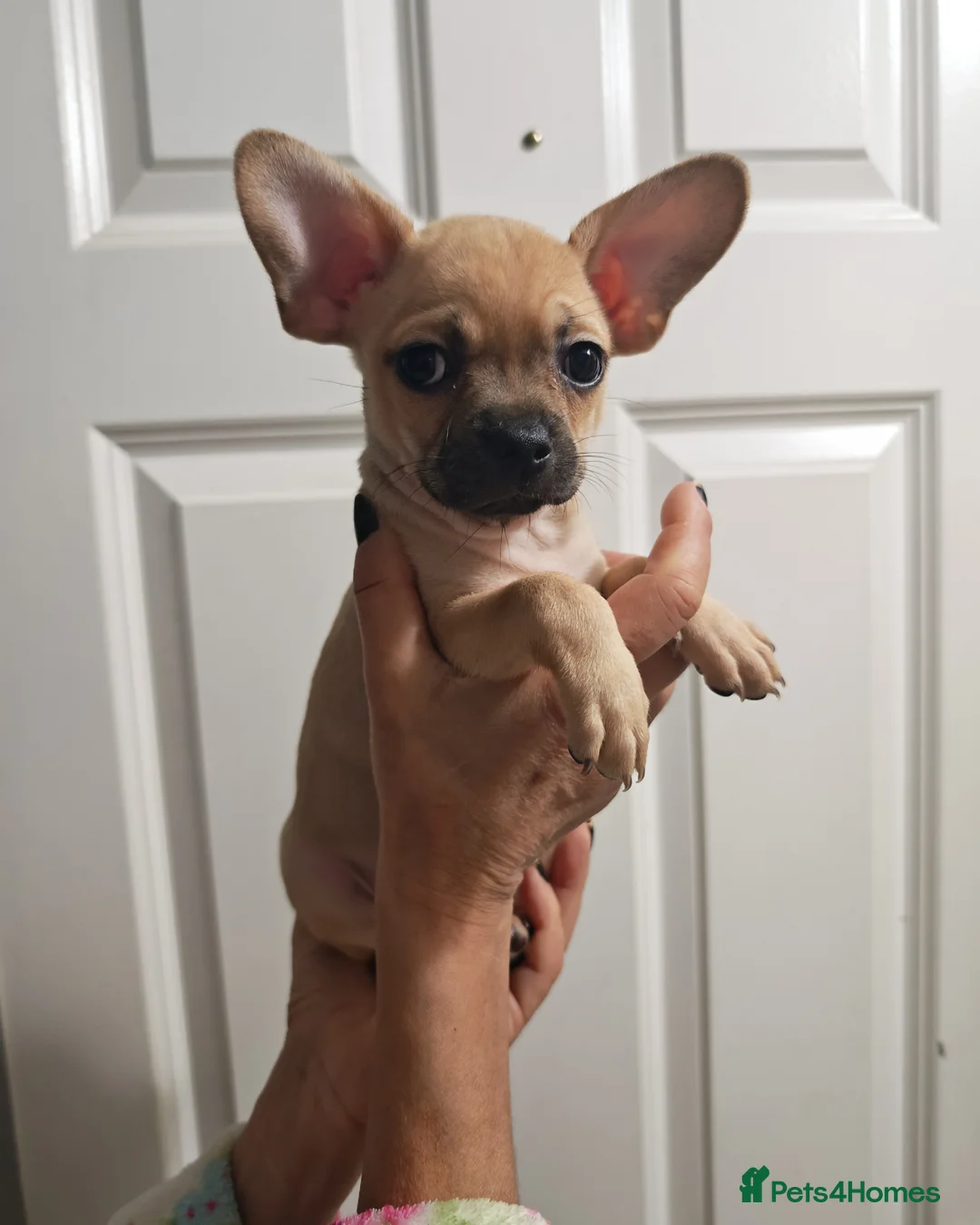 Chihuahua dogs for sale: Chihuahua puppys - Advert 9