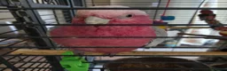 Cockatoo birds for sale: Pink breasted Galah cockatoo in Camberley - Advert 2