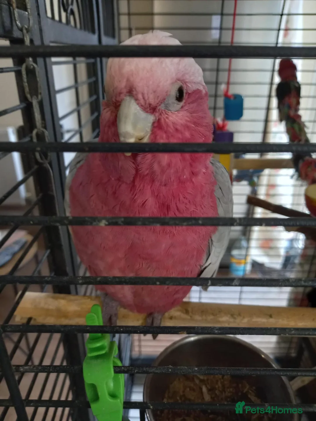Cockatoo birds for sale: Pink breasted Galah cockatoo in Camberley - Advert 2