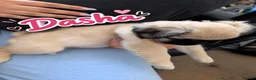 Pug dogs for sale: Very Rare long legged fluffy pugs in Hemel Hempstead - Advert 14