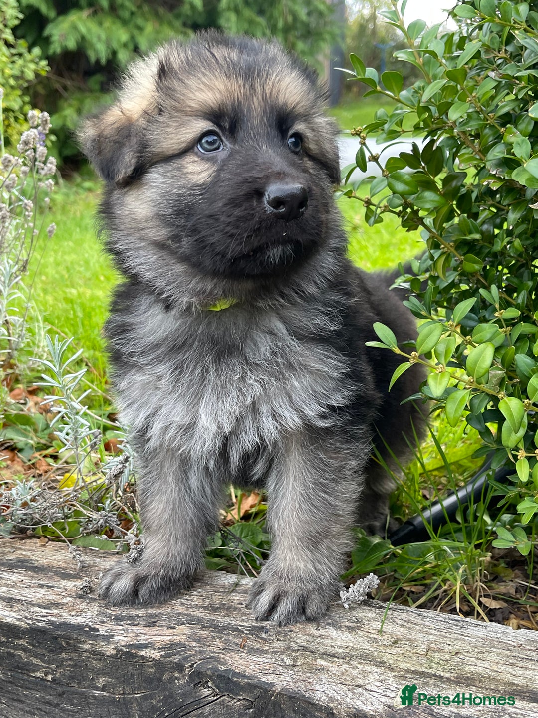 German Shepherd dogs for sale: Outstanding long coat German shepherd puppies  - Image 36