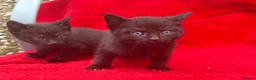 Mixed Breed cats for sale: Farm raised kittens  - Advert 16