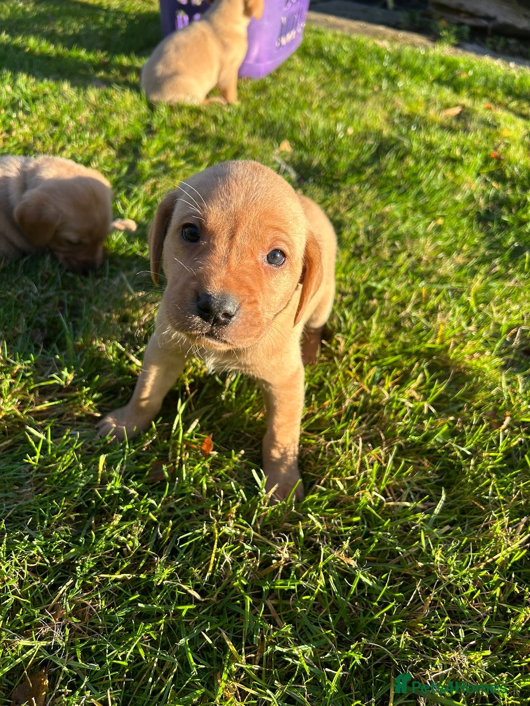 Labrador Retriever dogs for sale: Fox Red Labrador Puppies for Sale - Advert 28
