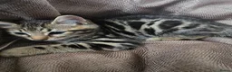 Mixed Breed cats for sale: Beautiful Bengal × British Shorthair Kittens - Advert 8