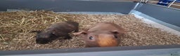 Guinea Pig rodents for sale: BEAUTIFUL MOTHER AND BABY DAUGHTER SKINNY PIGS.  - Advert 5
