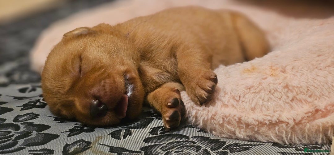 Labrador Retriever dogs for sale: KC Fox Red Labrador Puppys - Advert 13