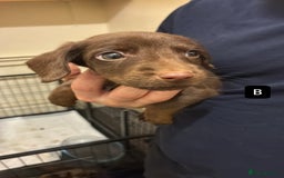 Mixed Breed dogs for sale: Patterdale/dashound pups - Advert 2