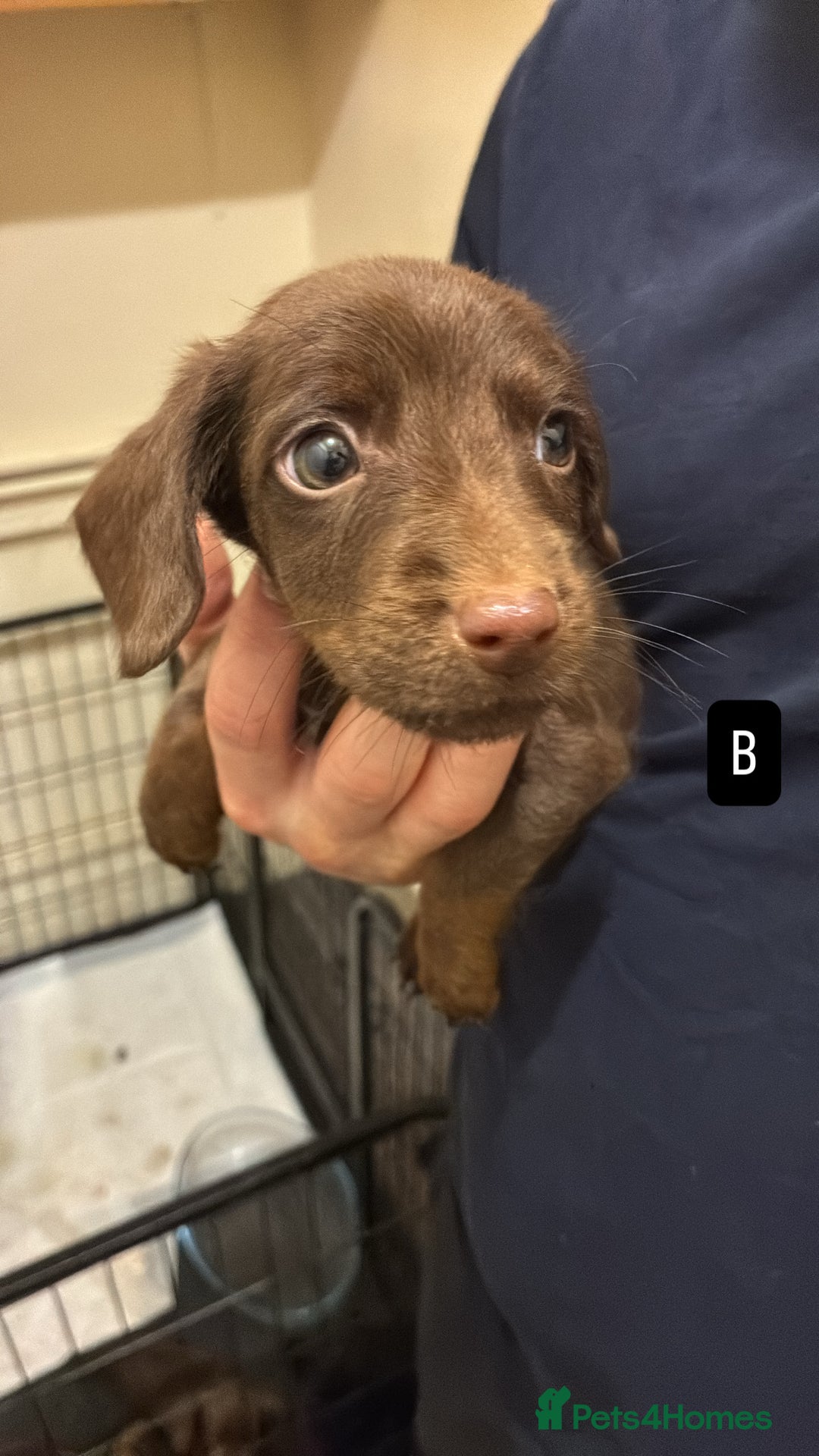 Mixed Breed dogs for sale: Patterdale/dashound pups - Advert 2