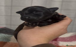 Mixed Breed dogs for sale: 4 Stunning Patterdale X Lakeland Terrier puppies - Image 4