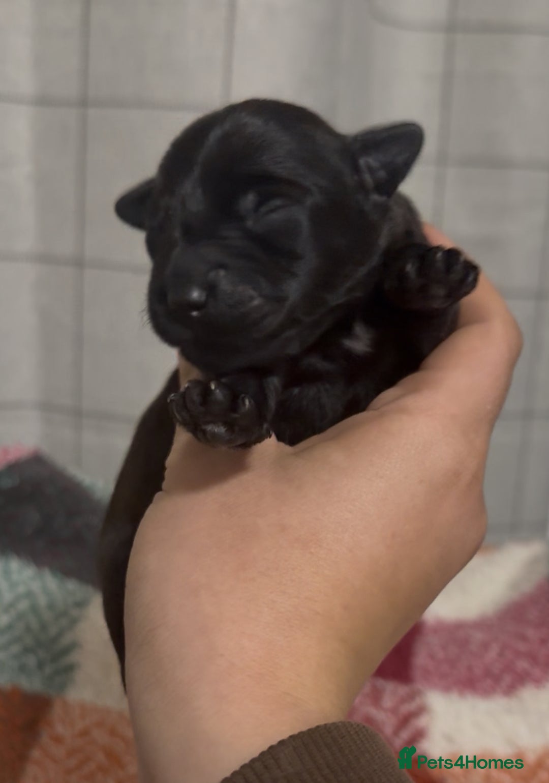 Mixed Breed dogs for sale: 4 Stunning Patterdale X Lakeland Terrier puppies - Image 4