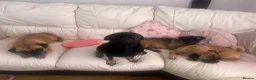Pug dogs for stud: Stunning proven pug stud black with tan paws  - Advert 1