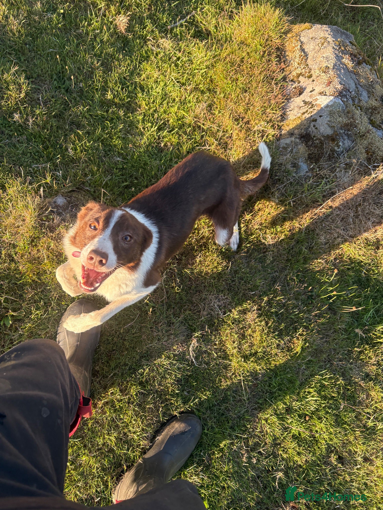 Border Collie dogs Tess, 2.5 year old - Advert 11