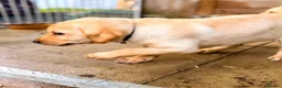 Labrador Retriever dogs for sale: KC Registered Labrador pups  - Advert 9