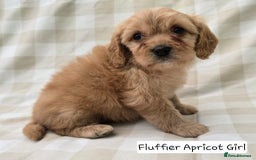 Cavapoo dogs for sale: SWEETEST CAVAPOO PUPPIES  - Image 9