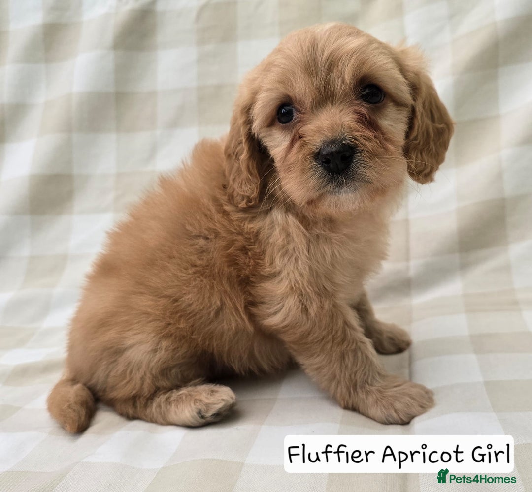 Cavapoo dogs for sale: SWEETEST CAVAPOO PUPPIES  - Image 9