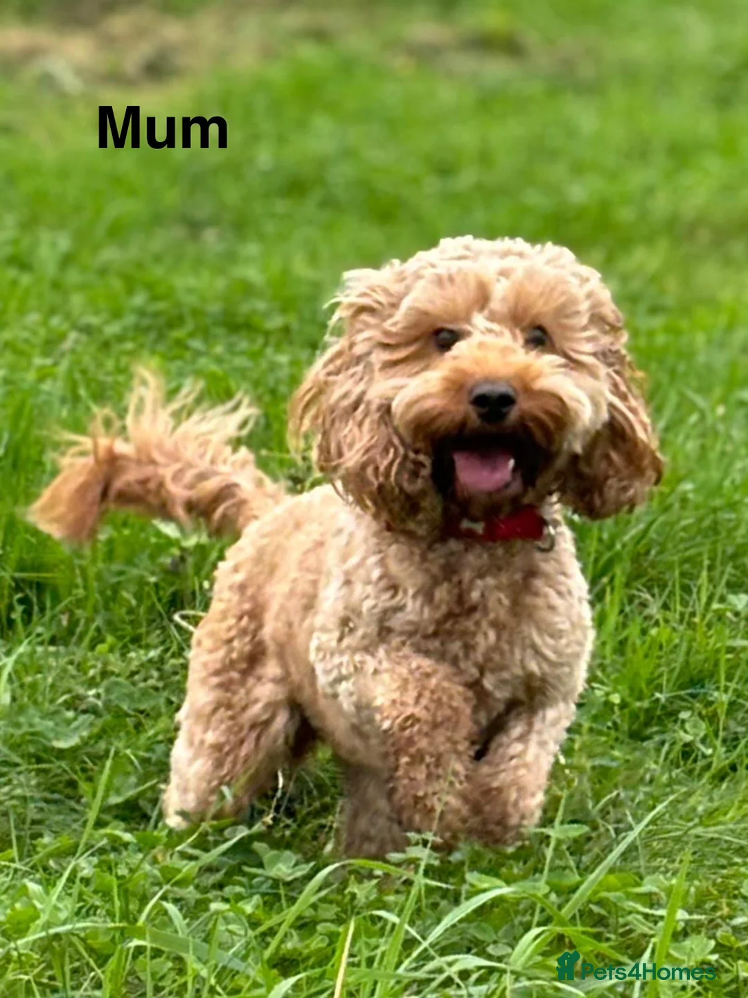 Cockapoo dogs for sale: 🐾 STUNNING F1B RED MINIATURE COCKAPOO PUPPIES  - Advert 9